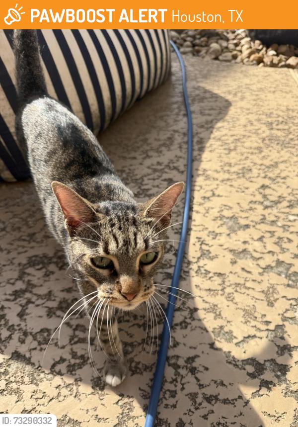 Found/Stray Female Cat last seen Woodvine Dr. and Shady Villa, Houston, TX 77055