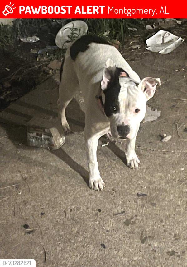 Lost Female Dog last seen Narrow lane rd, Montgomery, AL 36111