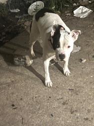 Lost Female Dog last seen Narrow lane rd, Montgomery, AL 36111