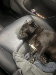 Reunited Female Dog last seen 18th and whittier, Costa Mesa, CA 92627