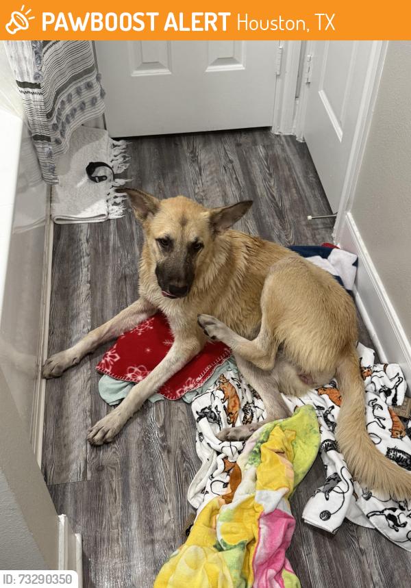 Found/Stray Female Dog last seen Aldine Westfield Rd, Houston, TX 77338