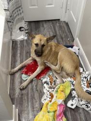 Found/Stray Female Dog last seen Aldine Westfield Rd, Houston, TX 77338