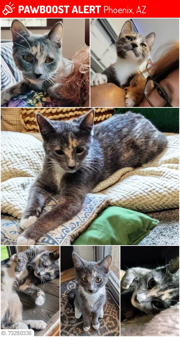 Lost Female Cat last seen 35th Ave and Missouri. Almost directly behind Grand Canyon University., Phoenix, AZ 85017