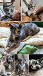 Lost Female Cat last seen 35th Ave and Missouri. Almost directly behind Grand Canyon University., Phoenix, AZ 85017