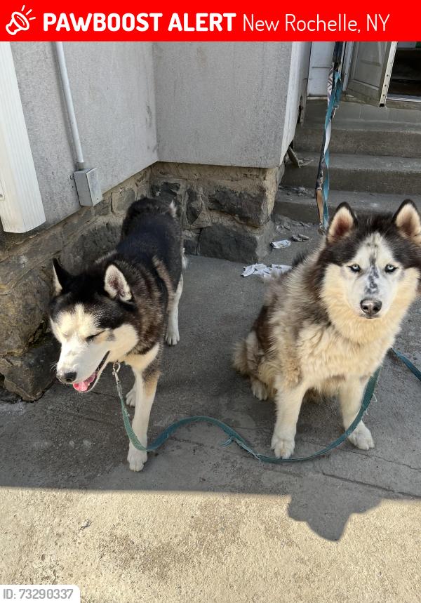 Lost Male Dog last seen Near weyman ave, New Rochelle, NY 10805