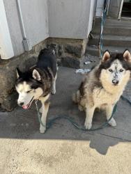 Lost Male Dog last seen Near weyman ave, New Rochelle, NY 10805