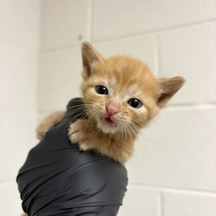 Shelter Stray Male Cat last seen Near Strawberry Plains Pike, Knox County GP, TN, 3201 Division St, Knoxville, TN 37919, USA