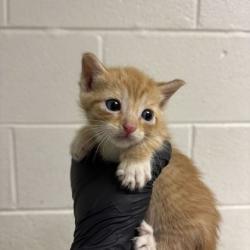 Shelter Stray Male Cat last seen Near Strawberry Plains Pike, Knox County GP, TN, 3201 Division St, Knoxville, TN 37919, USA