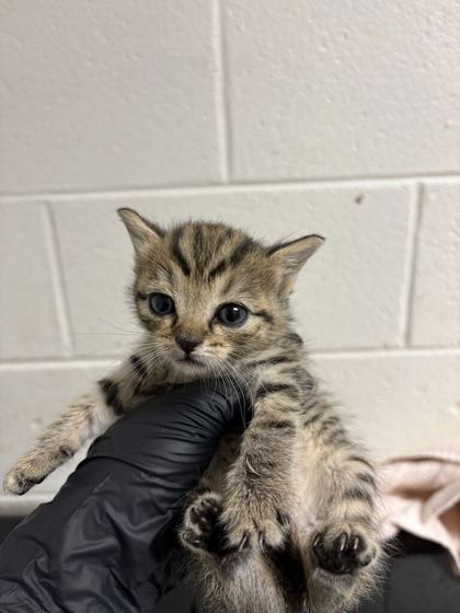 Shelter Stray Female Cat last seen Near Strawberry Plains Pike, Knox County GP, TN, 3201 Division St, Knoxville, TN 37919, USA
