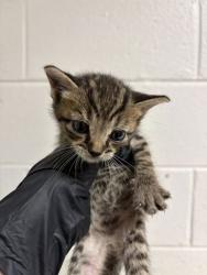 Shelter Stray Male Cat last seen Near Strawberry Plains Pike, Knox County GP, TN, 3201 Division St, Knoxville, TN 37919, USA