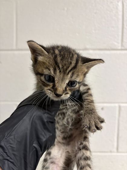 Shelter Stray Male Cat last seen Near Strawberry Plains Pike, Knox County GP, TN, 3201 Division St, Knoxville, TN 37919, USA