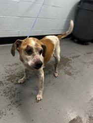 Shelter Stray Male Dog last seen Near Toucan Cir, Rancho Cordova, CA, 6201 Florin Perkins Rd, Sacramento, CA 95828, USA