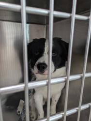Shelter Stray Male Dog last seen Near Jenny Lake Trl, East District, TX, 355 Hillshire Dr, Haslet, TX 76052, USA