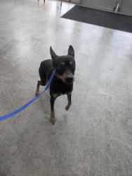Shelter Stray Male Dog last seen Near Rockmill Trl, North District, TX, 355 Hillshire Dr, Haslet, TX 76052, USA