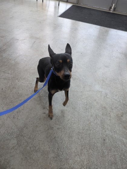 Shelter Stray Male Dog last seen Near Rockmill Trl, North District, TX, 355 Hillshire Dr, Haslet, TX 76052, USA