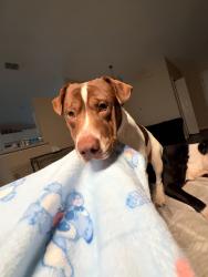 Reunited Male Dog last seen overland park, Jacksonville, FL 32244