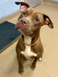 Shelter Stray Female Dog last seen Near E Ponce De Leon Ave, 30083, GA, 3280 Chamblee Dunwoody Rd, Chamblee, GA 30341, USA