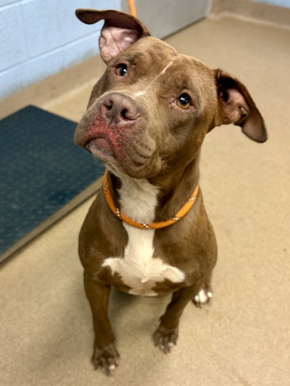 Shelter Stray Female Dog last seen Near E Ponce De Leon Ave, 30083, GA, 3280 Chamblee Dunwoody Rd, Chamblee, GA 30341, USA