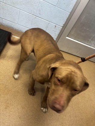 Shelter Stray Male Dog last seen , , GA, 3280 Chamblee Dunwoody Rd, Chamblee, GA 30341, USA