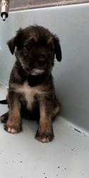 Shelter Stray Female Dog last seen Near Rd 28 1/2, Madera County, CA, 205 Tozer St, Madera, CA 93638, USA