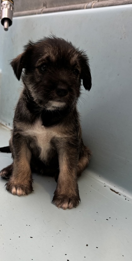 Shelter Stray Female Dog last seen Near Rd 28 1/2, Madera County, CA, 205 Tozer St, Madera, CA 93638, USA