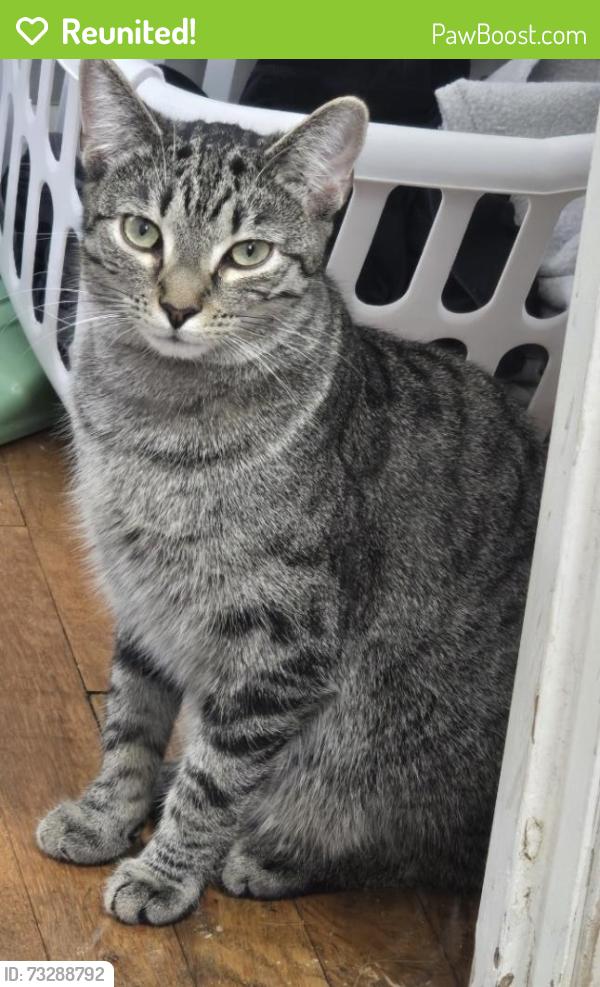Reunited Male Cat last seen Rae rd, Lyndhurst, OH 44124