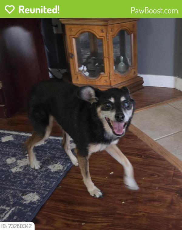 Reunited Male Dog last seen Crystal Springs East neighborhood, Jacksonville, FL 32221