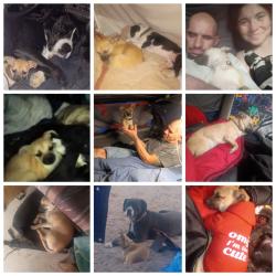 Lost Female Dog last seen Barcelona pl sw and blake, Albuquerque, NM 87105