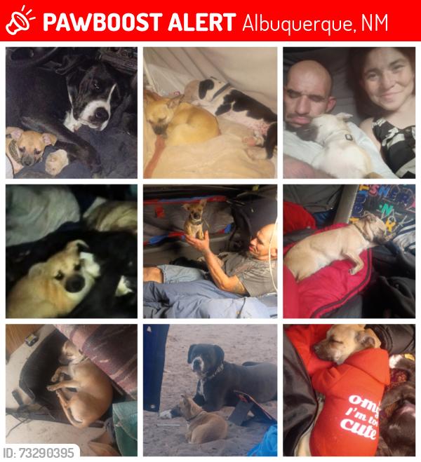 Lost Female Dog last seen Barcelona pl sw and blake, Albuquerque, NM 87105