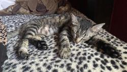 Lost Female Cat last seen Florida and Schultz Rd, Hemet, CA 92544