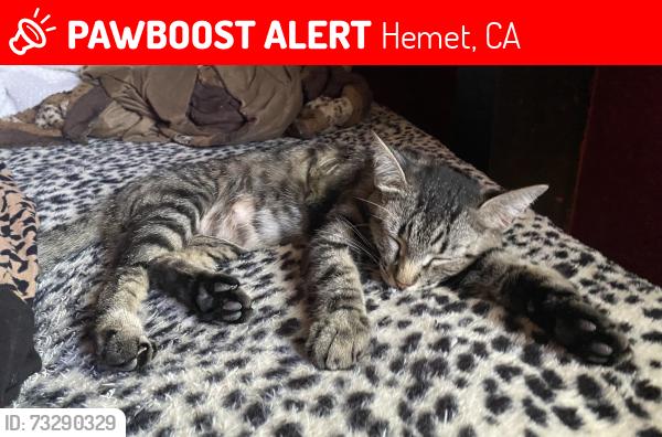 Lost Female Cat last seen Florida and Schultz Rd, Hemet, CA 92544