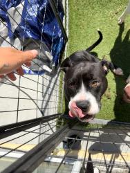 Reunited Female Dog last seen Overland park, Jacksonville, FL 32244