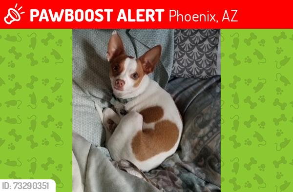 Lost Male Dog last seen N 39th Ave and W Cholla St, Phoenix, AZ 85029