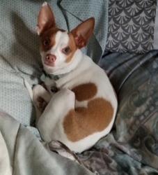 Lost Male Dog last seen N 39th Ave and W Cholla St, Phoenix, AZ 85029