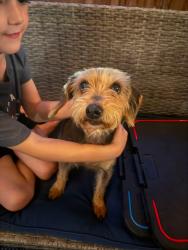 Lost Female Dog last seen Old Cleburne and Sweet Clover Lane, Crowley, TX 76036