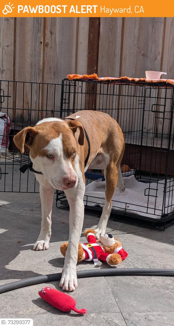 Found/Stray Male Dog last seen Twin Bridges Golf Course, Hayward, CA 94544