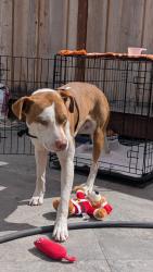 Found/Stray Male Dog last seen Twin Bridges Golf Course, Hayward, CA 94544