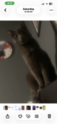 Lost Male Cat last seen Mann school N 54th street, Philadelphia, PA 19131