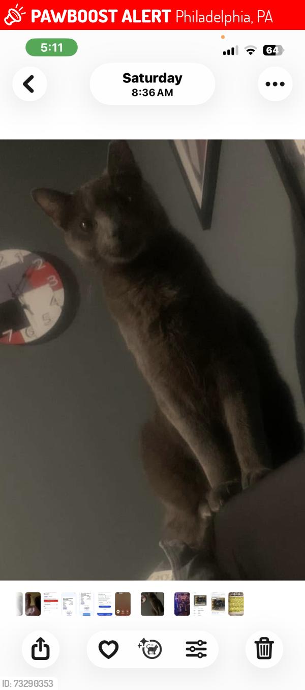 Lost Male Cat last seen Mann school N 54th street, Philadelphia, PA 19131