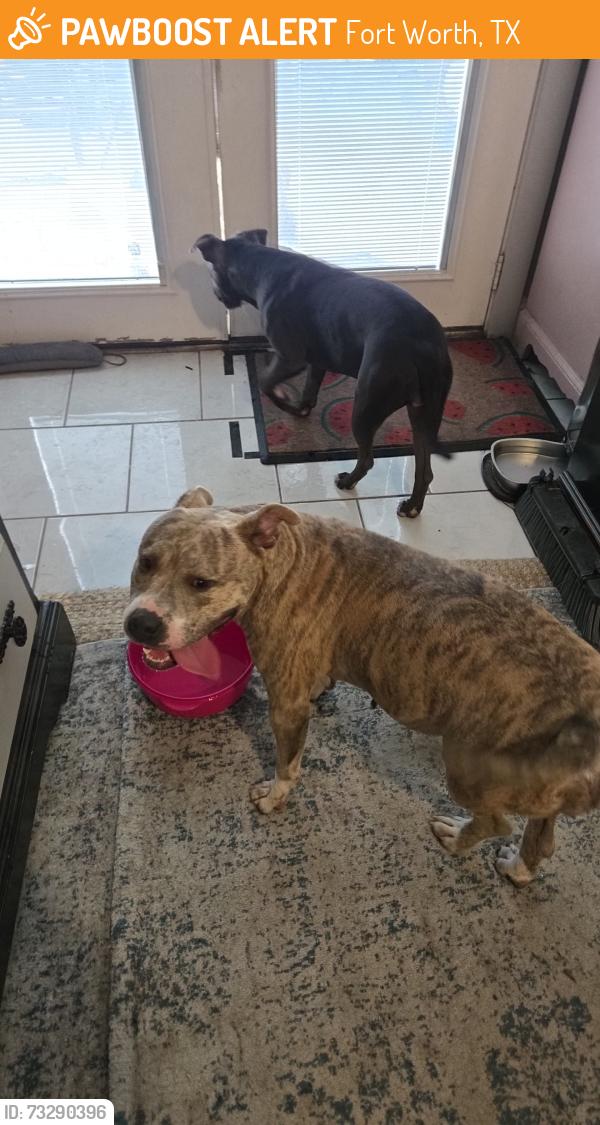 Found/Stray Female Dog last seen Western center and silver sage dr, Fort Worth, TX 76137