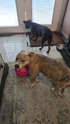 Found/Stray Female Dog last seen Western center and silver sage dr, Fort Worth, TX 76137