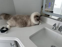Lost Male Cat last seen Stone St, Raleigh, NC 27608