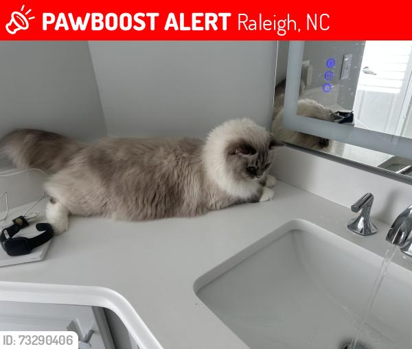 Lost Male Cat last seen Stone St, Raleigh, NC 27608