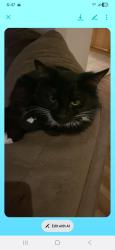 Reunited Female Cat last seen 7th ave soccer fields, Longview, WA 98632