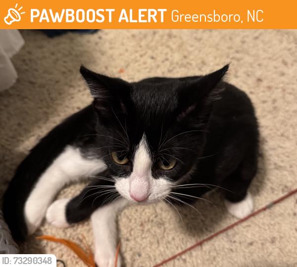 Found/Stray Male Cat last seen Western Guilford High School, Greensboro, NC 27410