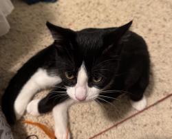 Found/Stray Male Cat last seen Western Guilford High School, Greensboro, NC 27410
