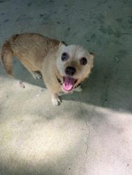 Found/Stray Male Dog last seen Dawnville road, Dalton, GA 30721