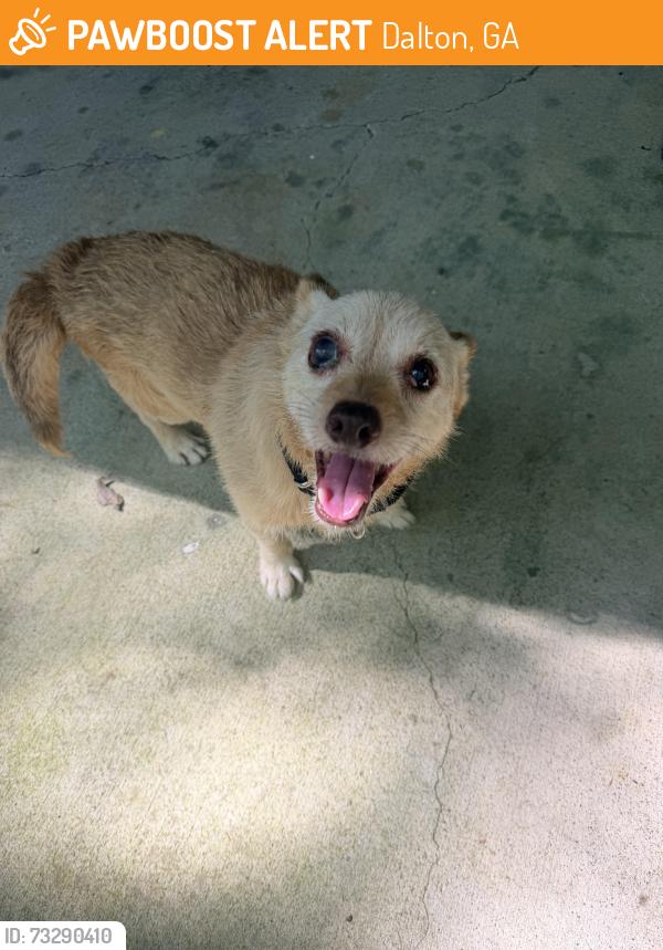Found/Stray Male Dog last seen Dawnville road, Dalton, GA 30721
