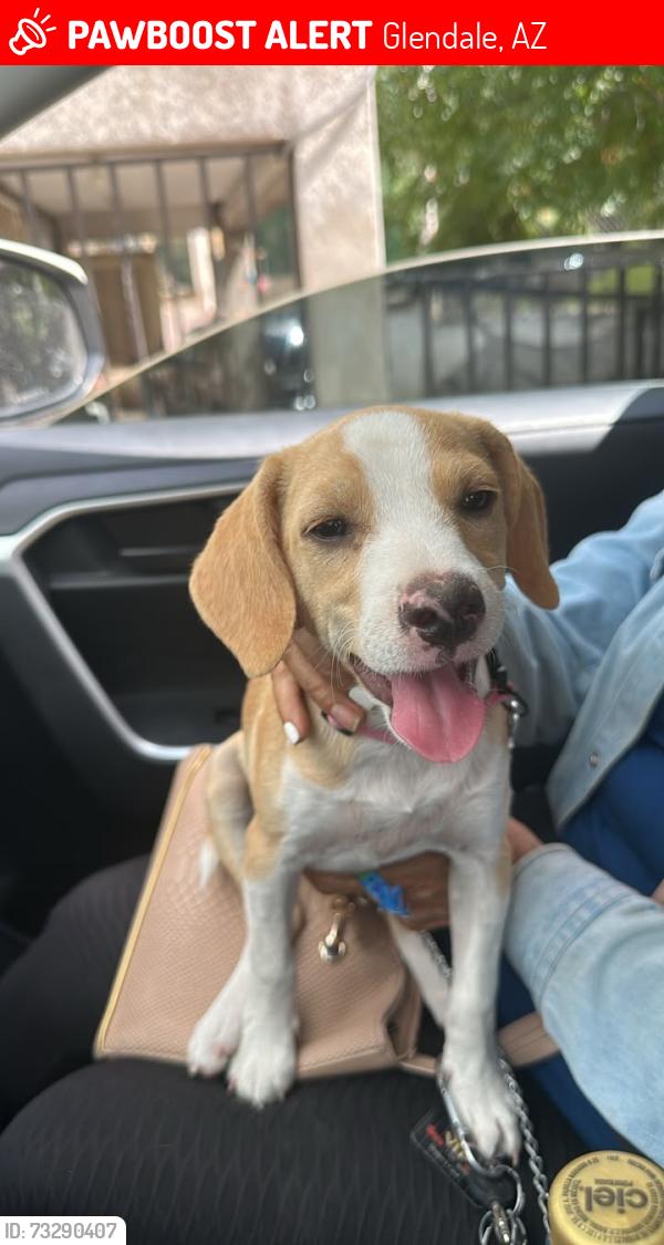Lost Male Dog last seen Near ave Maryland Ave, Glendale, AZ 85303