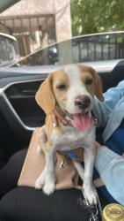 Lost Male Dog last seen Near ave Maryland Ave, Glendale, AZ 85303